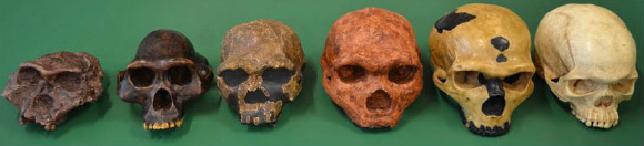 Foto: Australopitecus até Homo sapiens: 6 milhões de anos de história evolutiva.